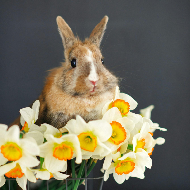 Brown rabbit sitting among yellow and white flowers on a dark background, symbolising cruelty-free and vegan-friendly products.