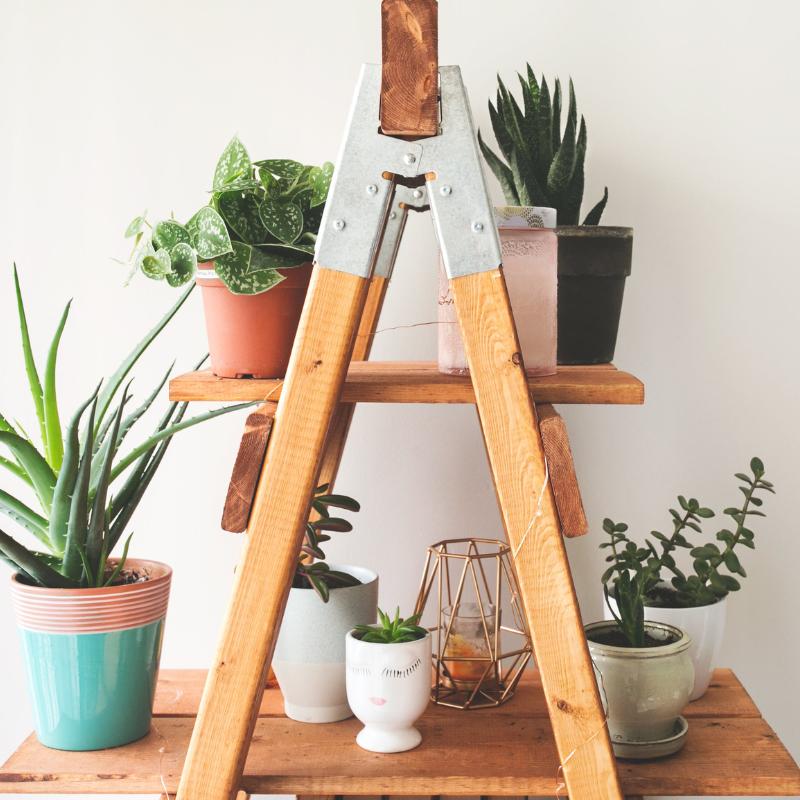 Wooden ladder shelf decorated with potted plants and eco-friendly home accessories in a bright room.